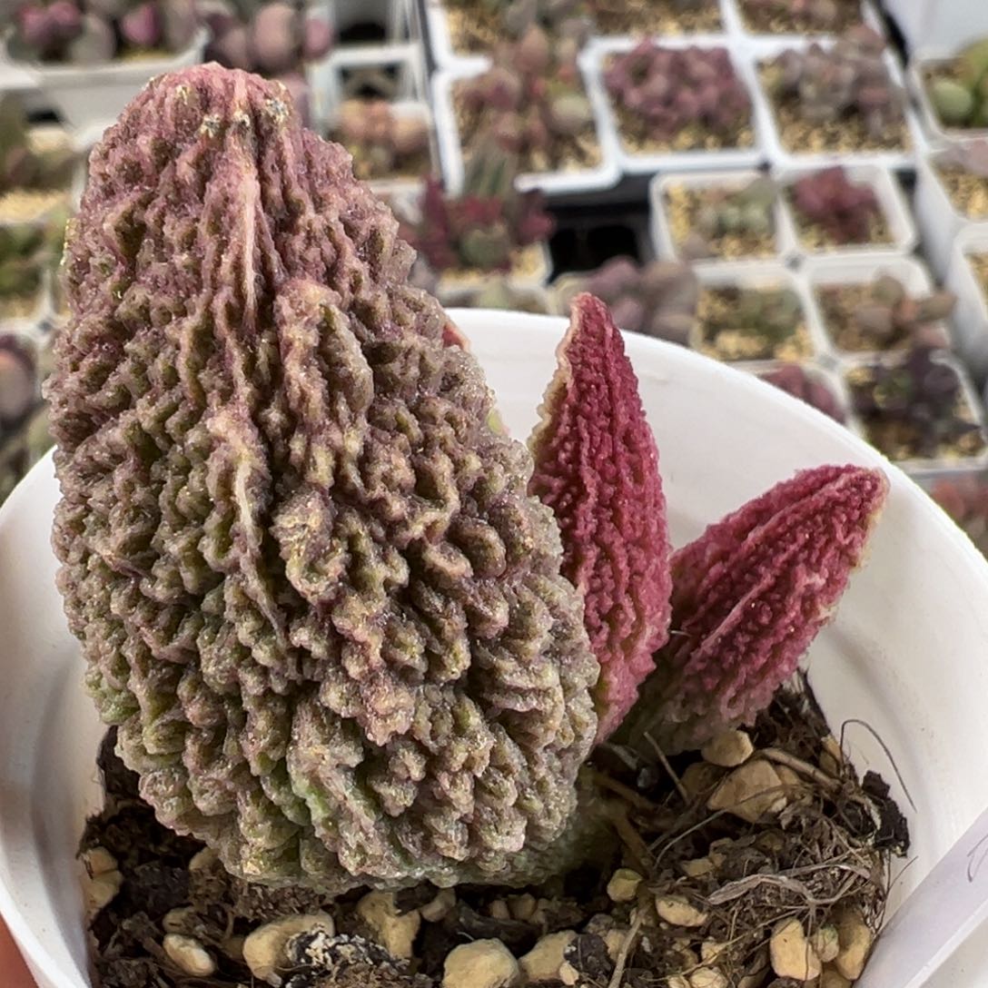 古灵阁超大母叶多肉植物水泡