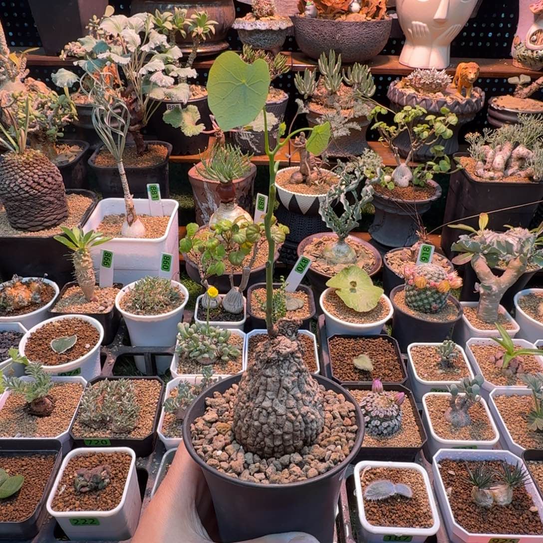 龙甲龟284 仙人球