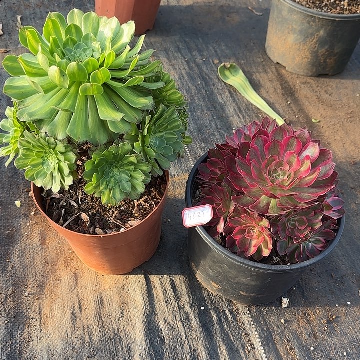 组合二多肉植物4321