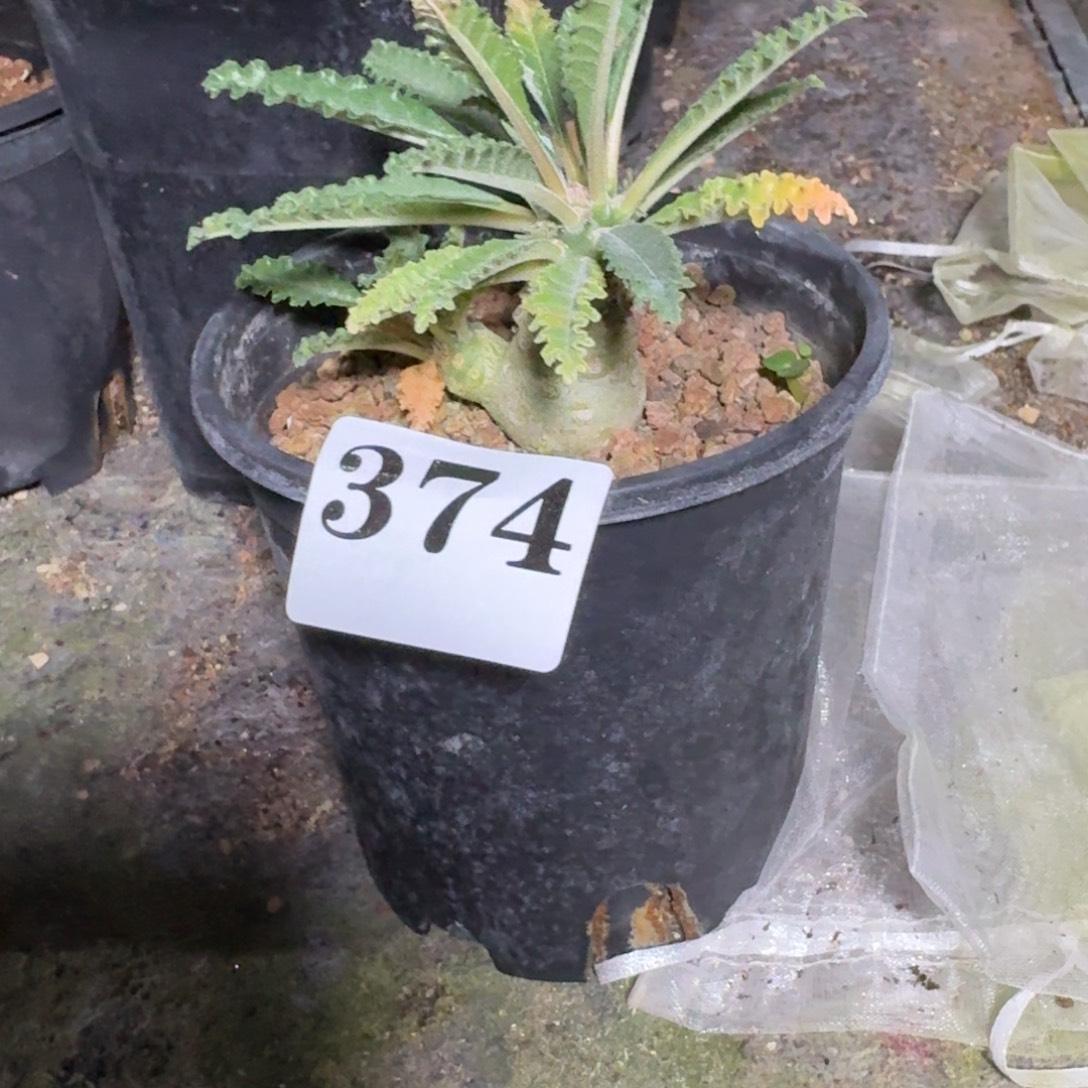 搅***娃椰子硫桑多肉植物