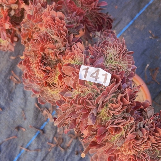 芳****多肉植物一个欧嘉莉追