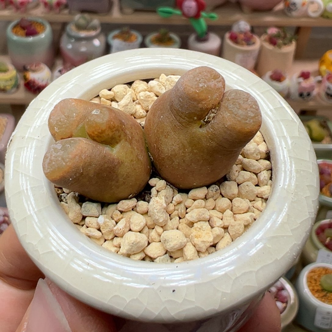 多肉植物58号风铃双头