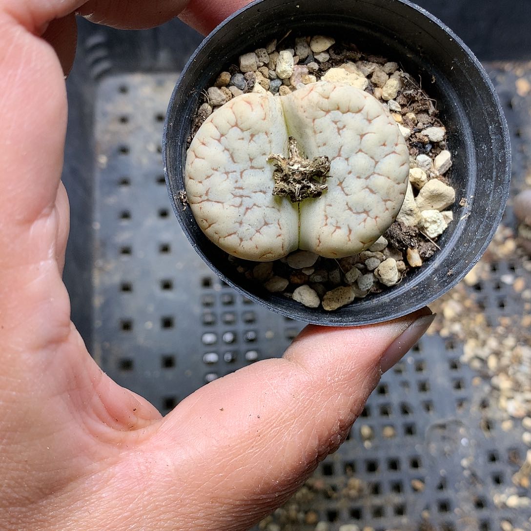 D474多肉植物保护