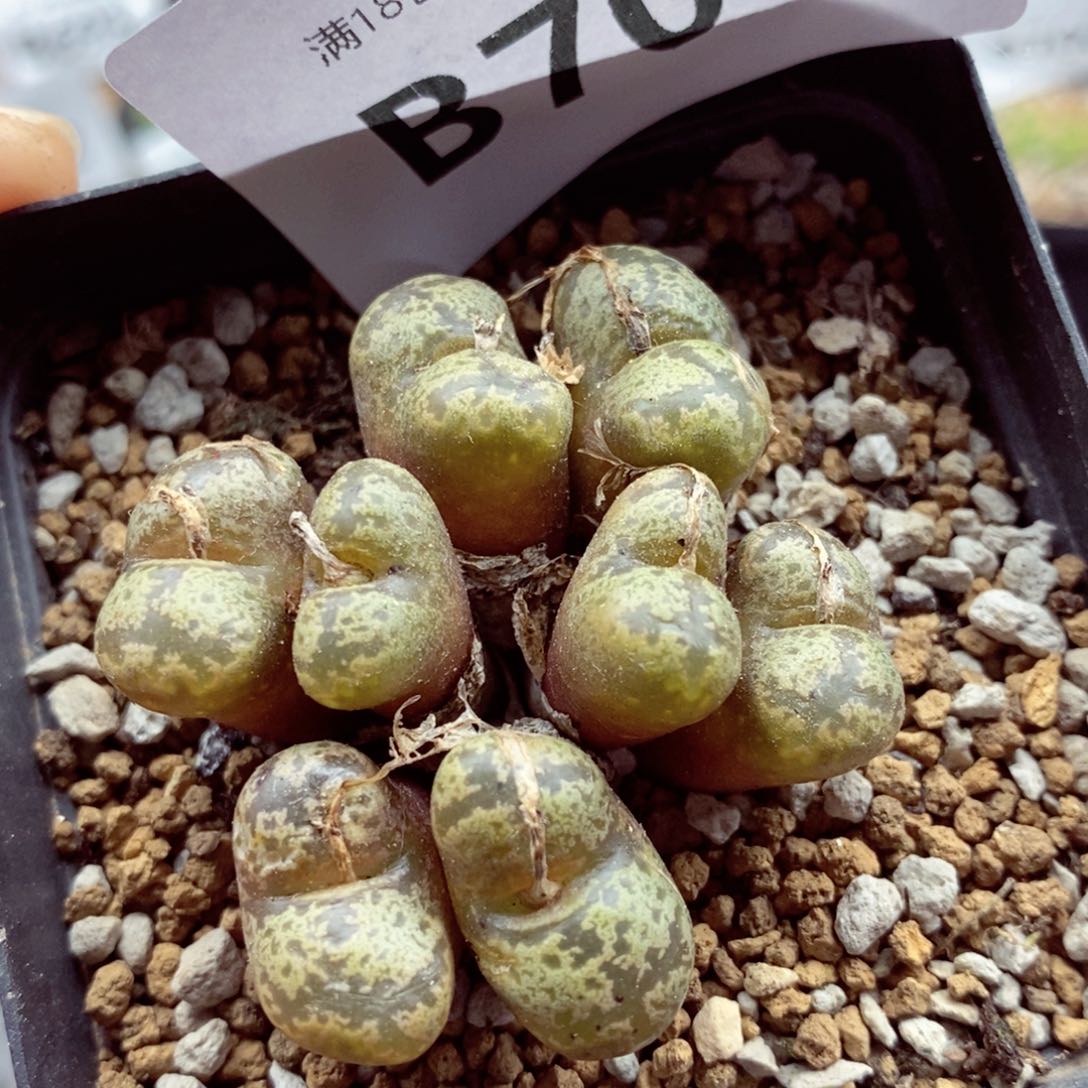 我的小姐姐们都是我704