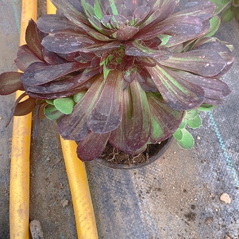 299花月夜多肉植物