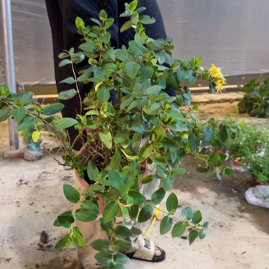 杨***露当前无花栽培后可以开花金银花