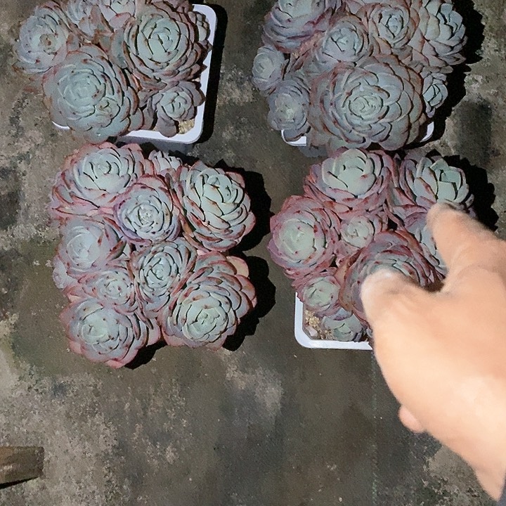 小****白月光多肉植物6-1