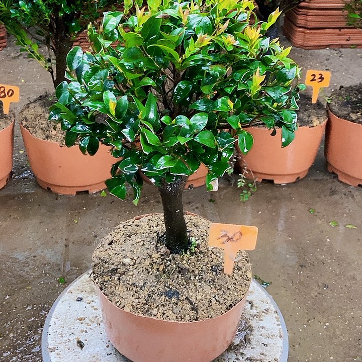 完全开放小叶紫檀木