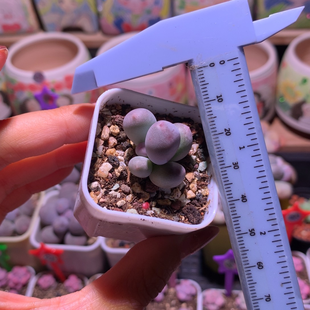 米可奶 不凑满28元发一片叶 不售后 到付