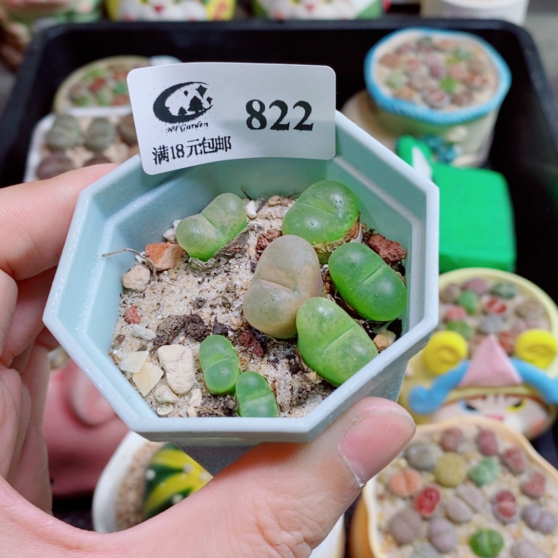 生石花花花花花822