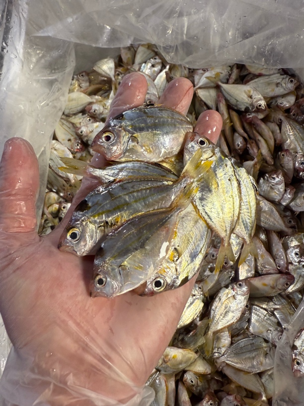广东湛江野生油立鱼流潺鱼海鲜煲汤一流