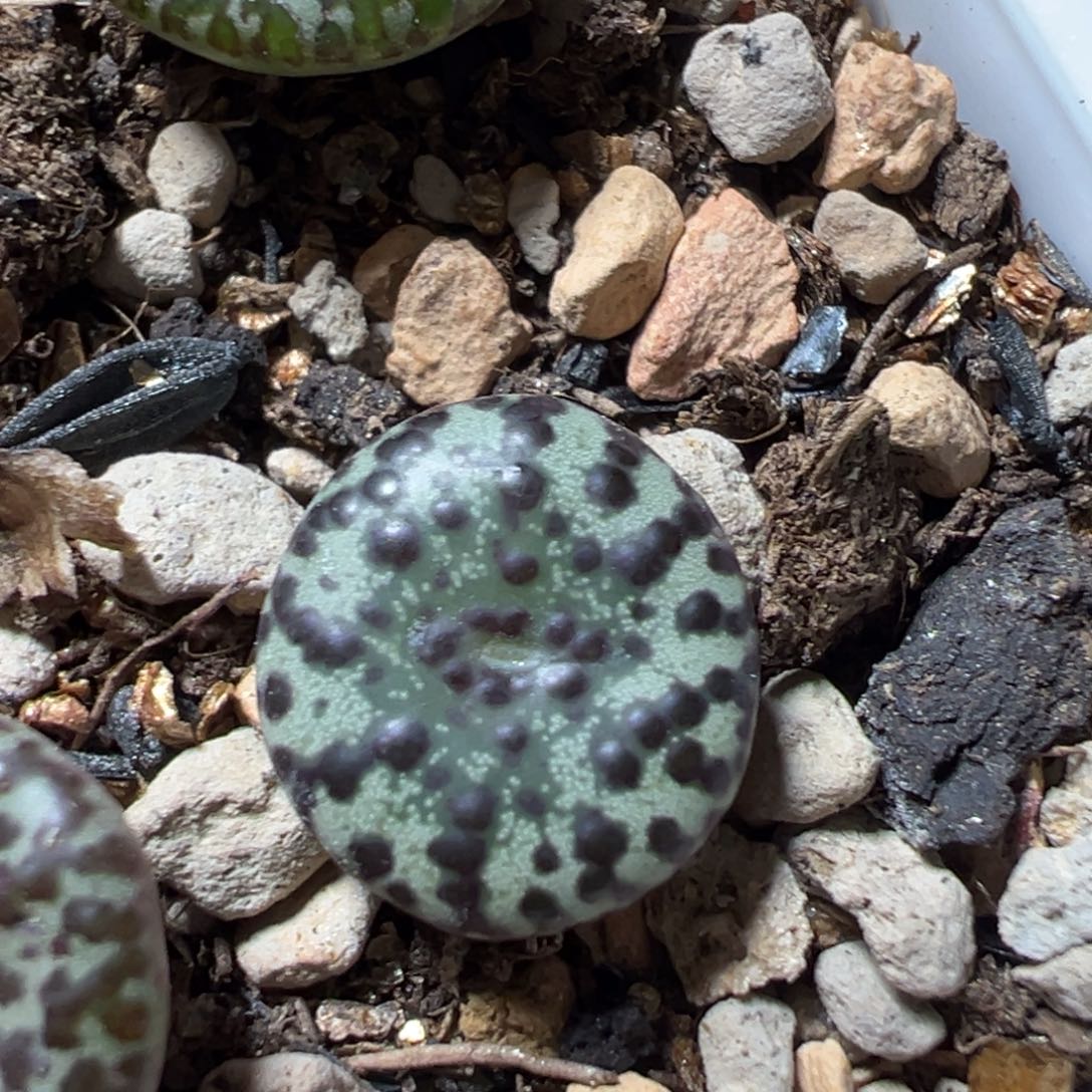 6***6绿魔安贞多肉植物