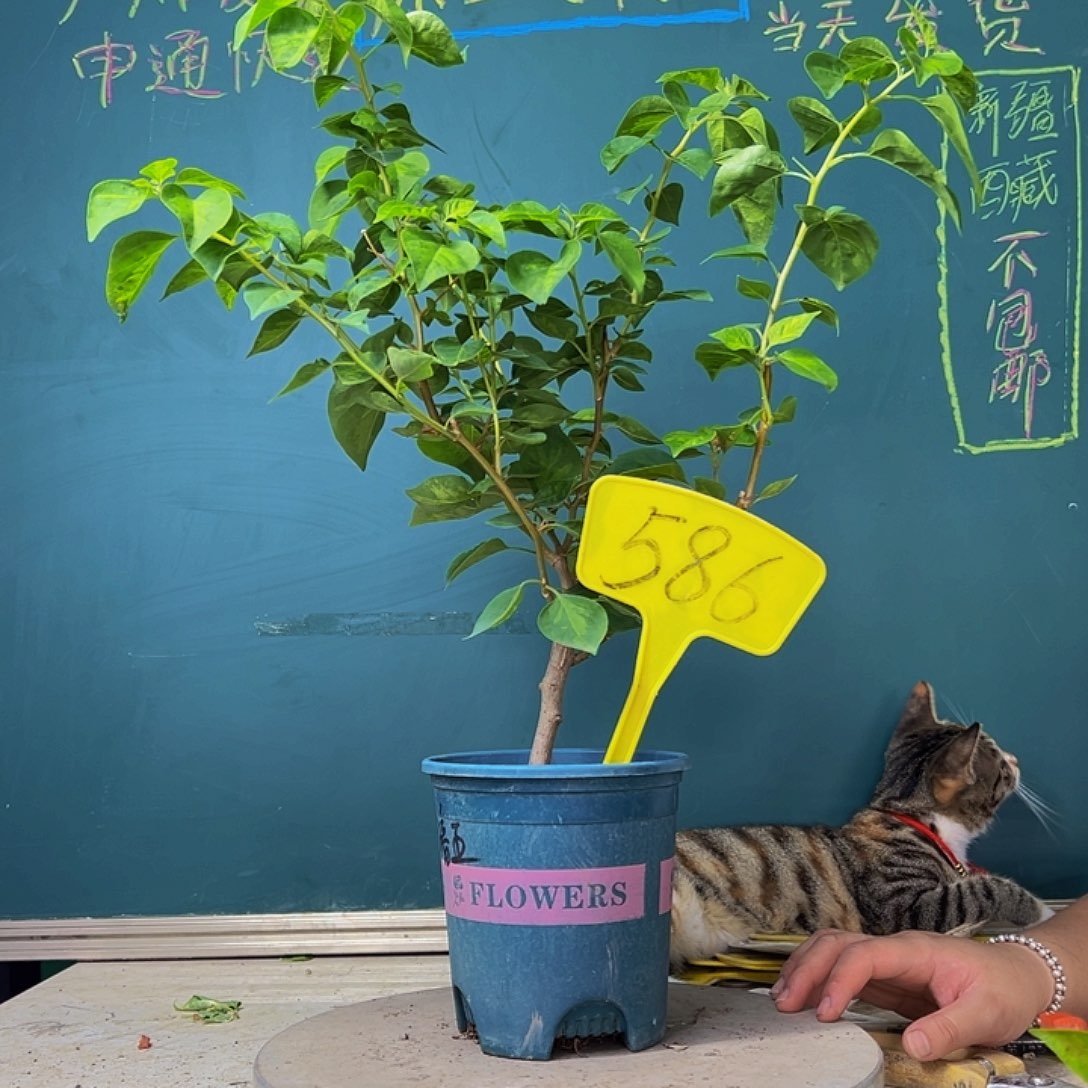 当前无花栽培后可以开花开播 暗斑五宝 586