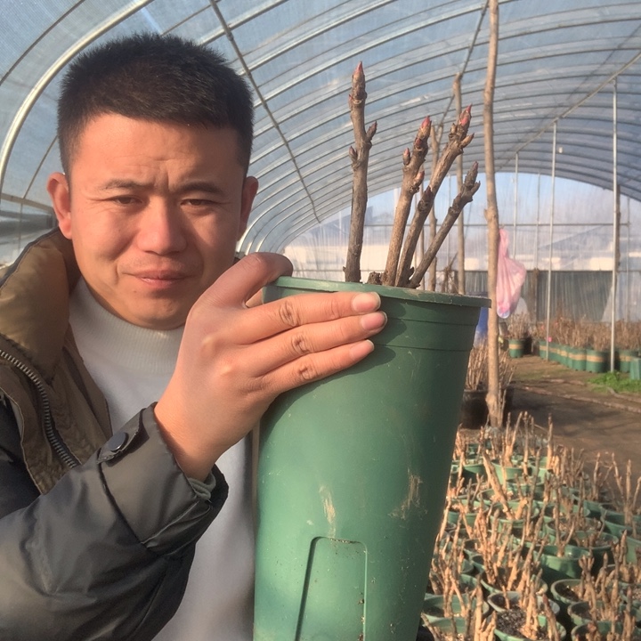 完全开放富贵牡丹