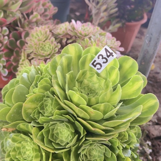 晴*格多肉植物一个