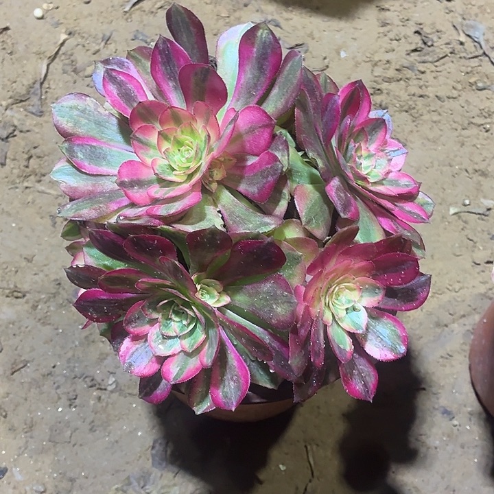 倾城一棵脱土15.8