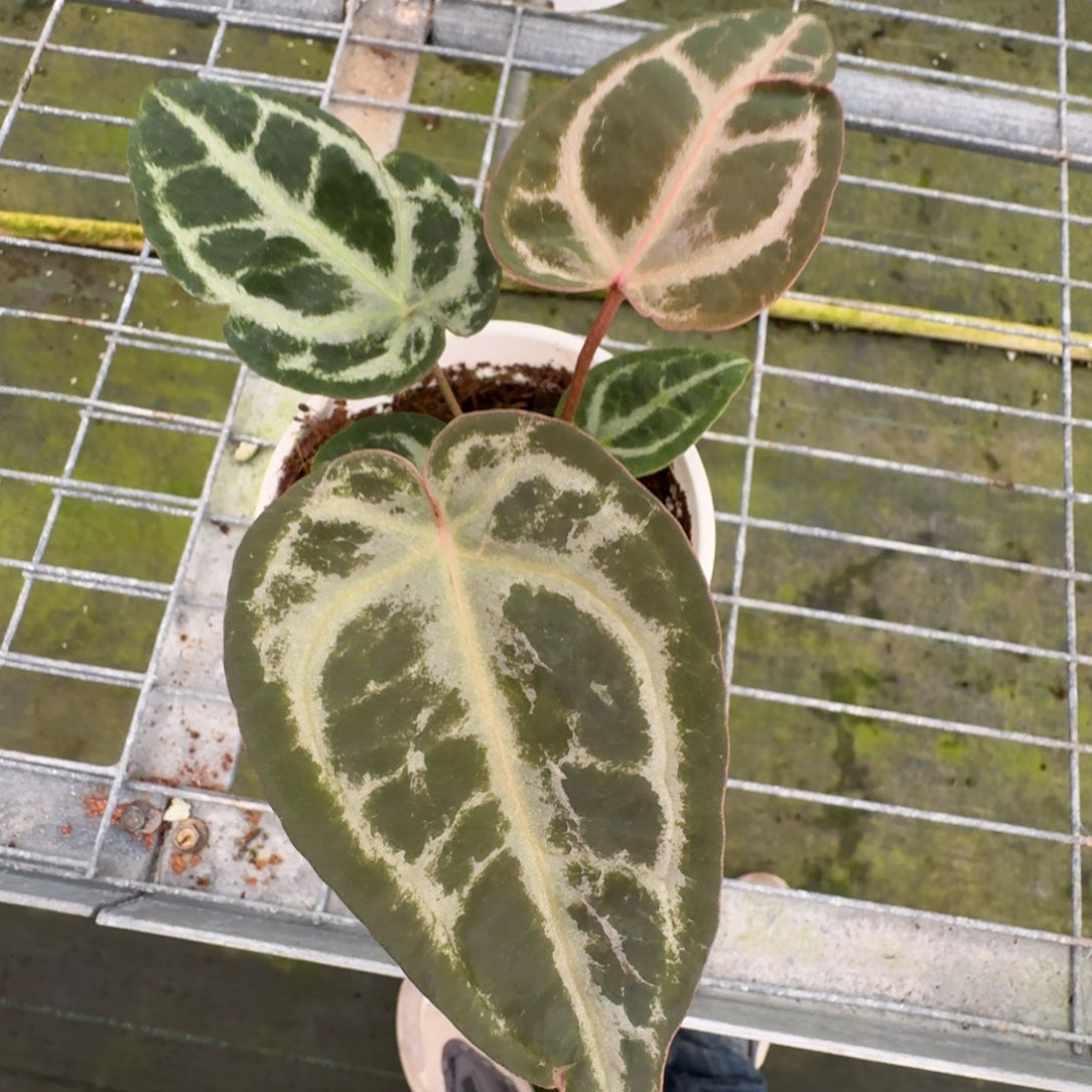 不开花植物红纱 个体