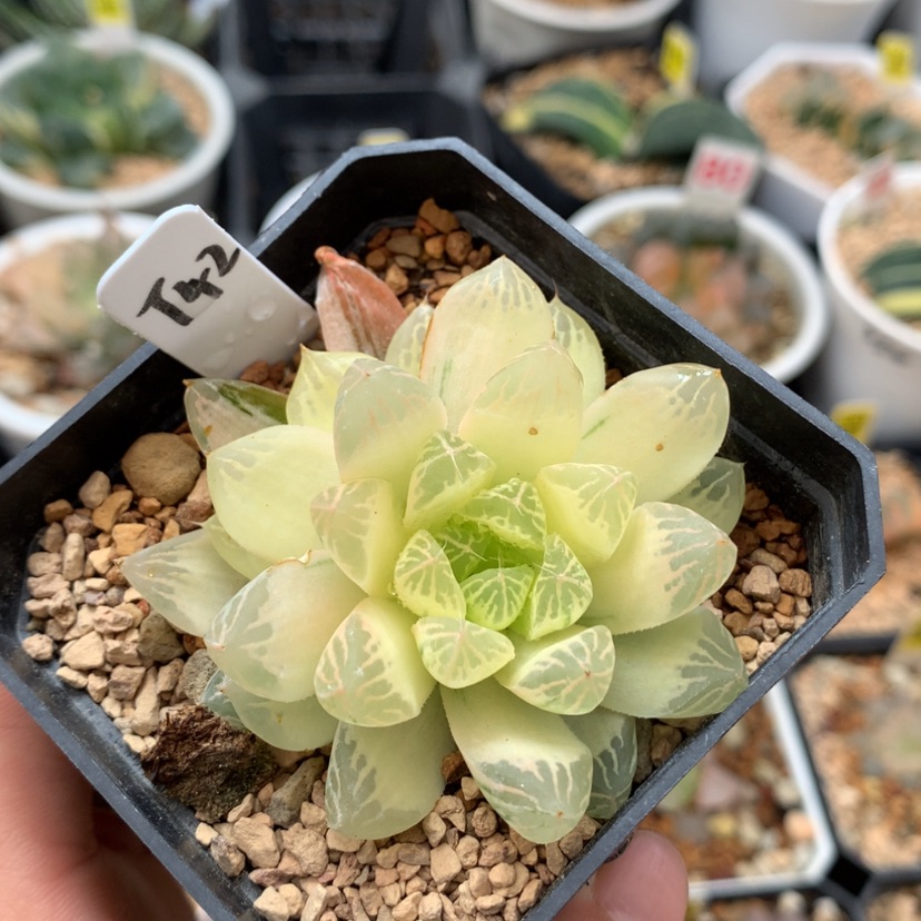 【闪购商品】42苏锦