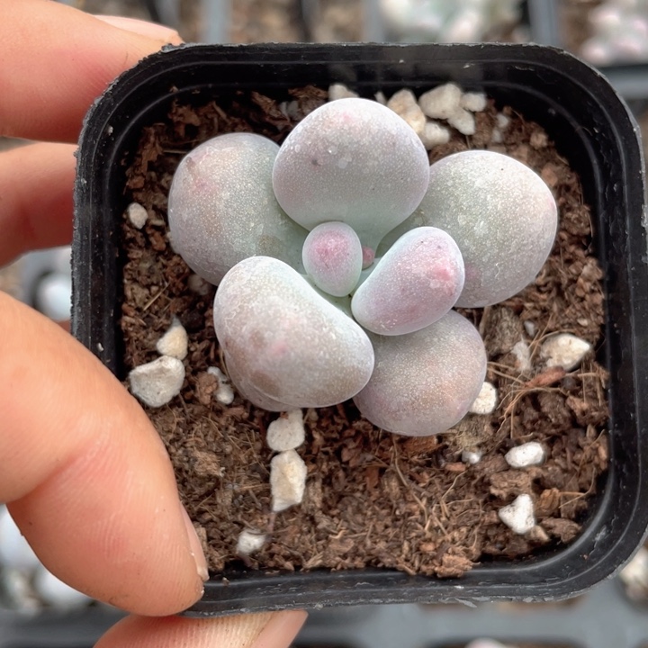 彩虹奶随机发满18包邮