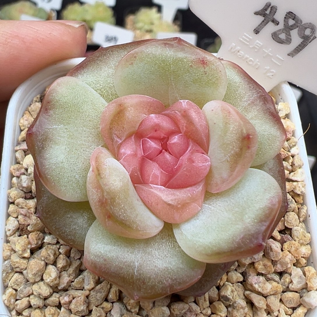 489号星域 晗雨多肉