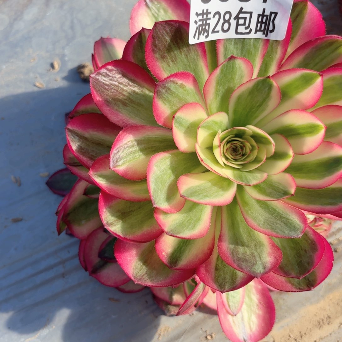 N 0061 倾城多肉植物