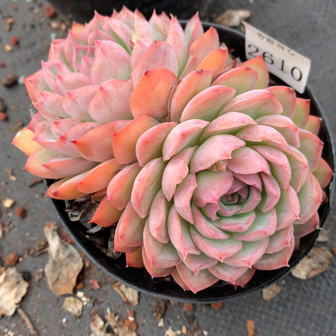 2610新年快乐发发发