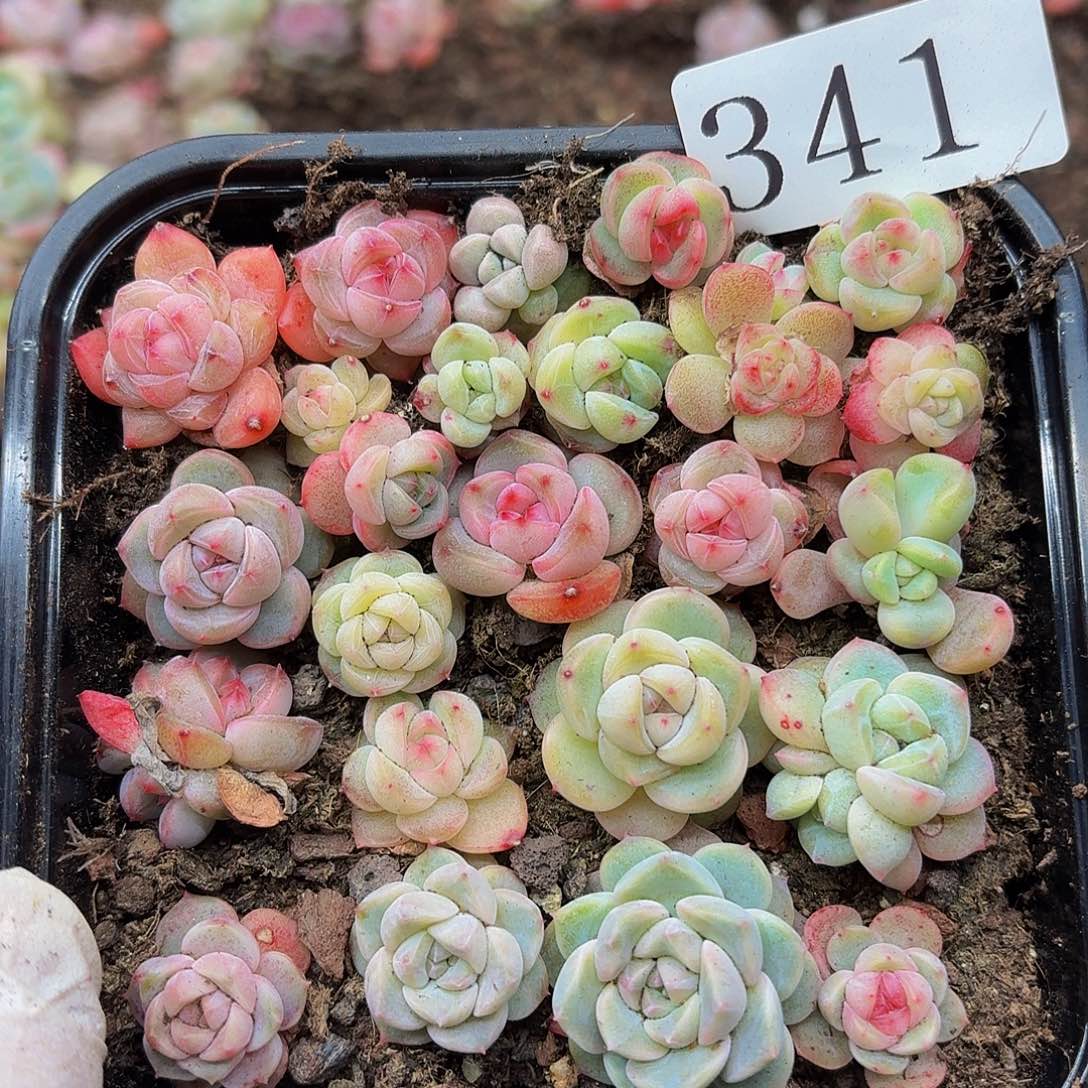 多肉植物多肉植物341