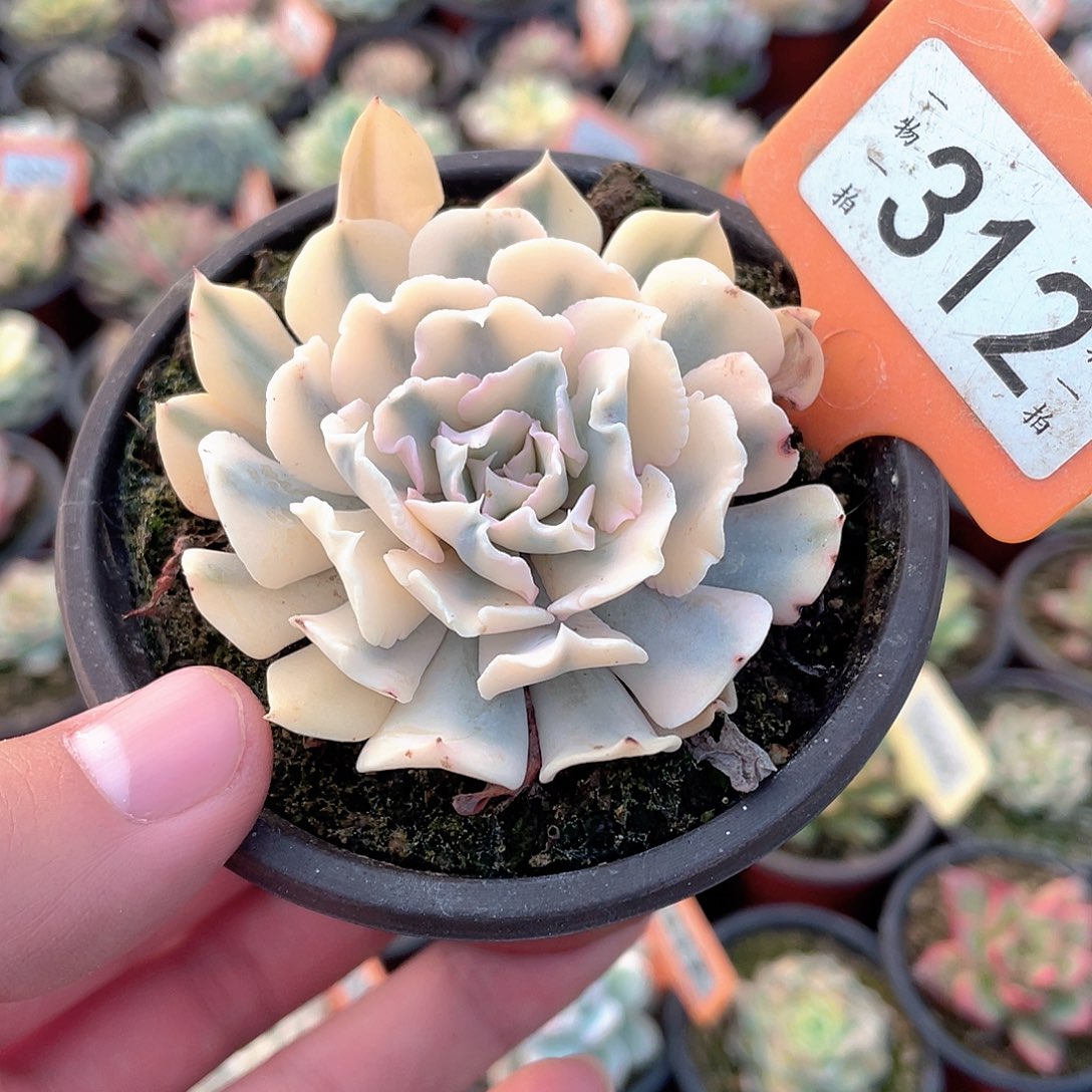 利比里亚锦312号多肉