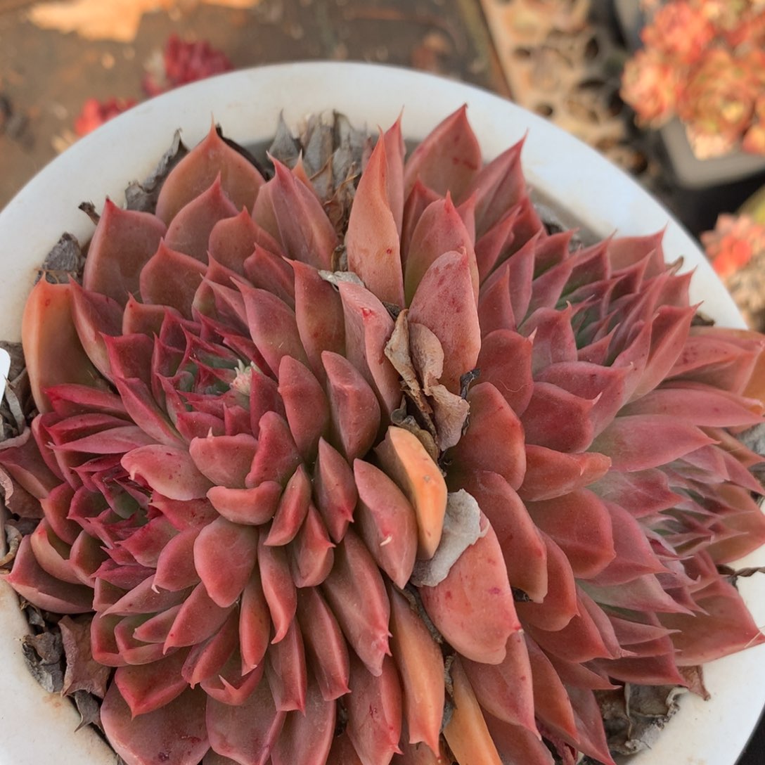 5337杂交精品基地13厘米