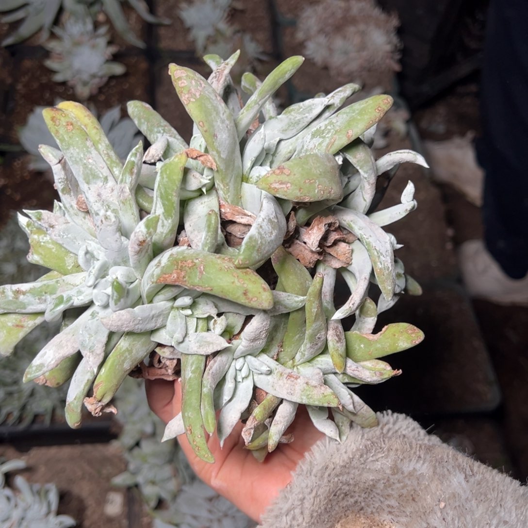 383拇指11头哈哈哈哈哈哈哈