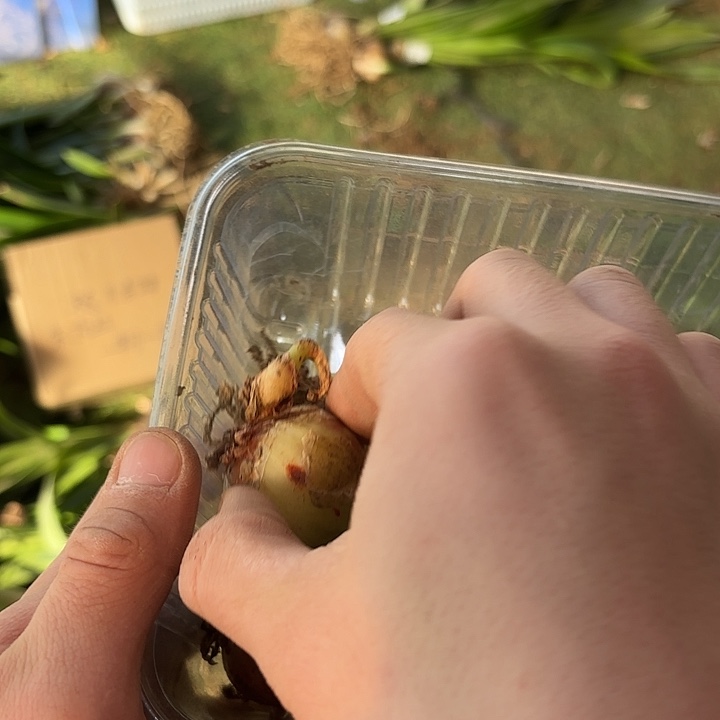 利***诺完全开放一堆8号定向塑料小盆