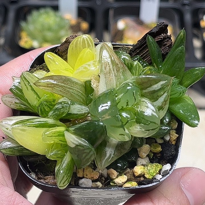 174群生巨大花火玉露锦