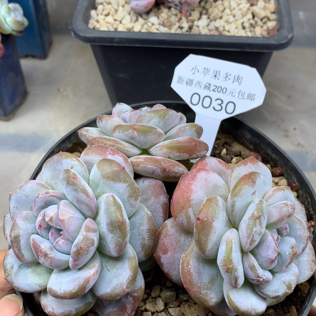 绿底紫心030/13cm3头