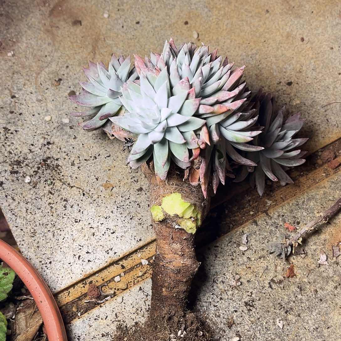 陌***开瑕疵特价不售后老桩