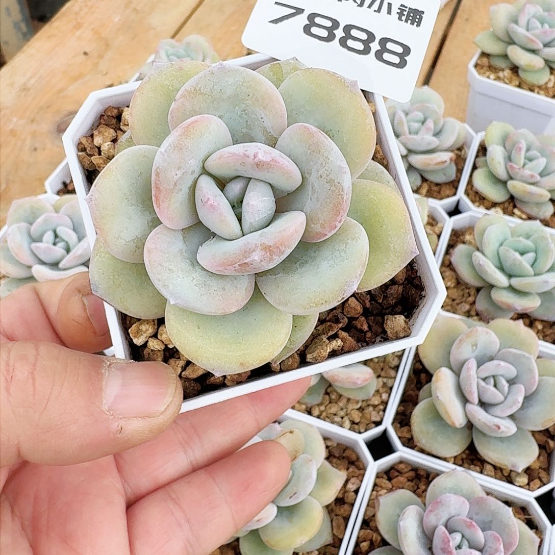 多肉植物奶茶单头7888