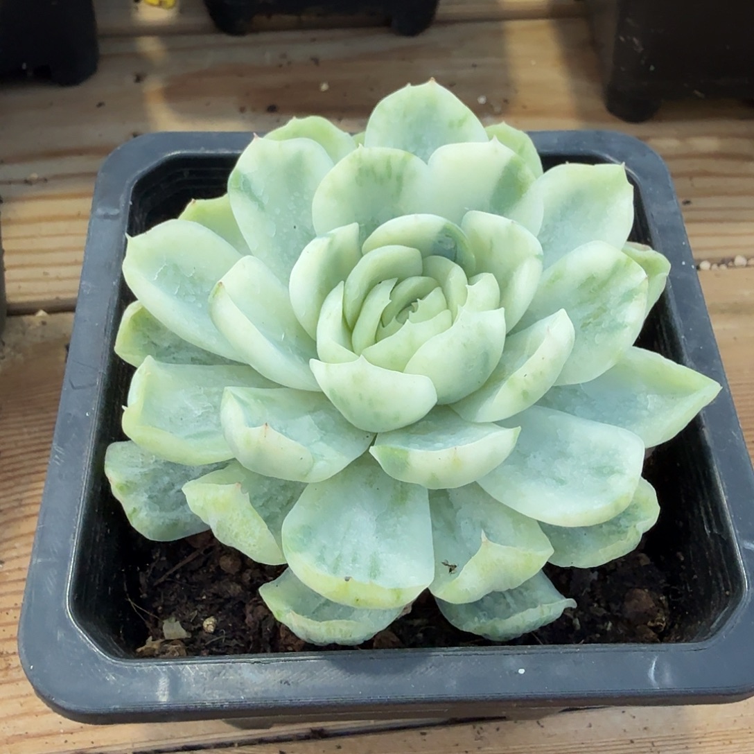 贝瑞 安吉园艺锦锦