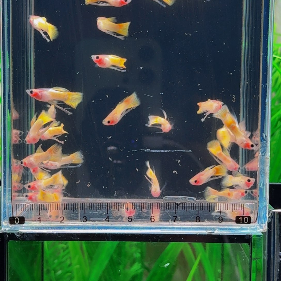 柠***水孔雀鱼黄金玻璃猫缎带全公买2条送1条