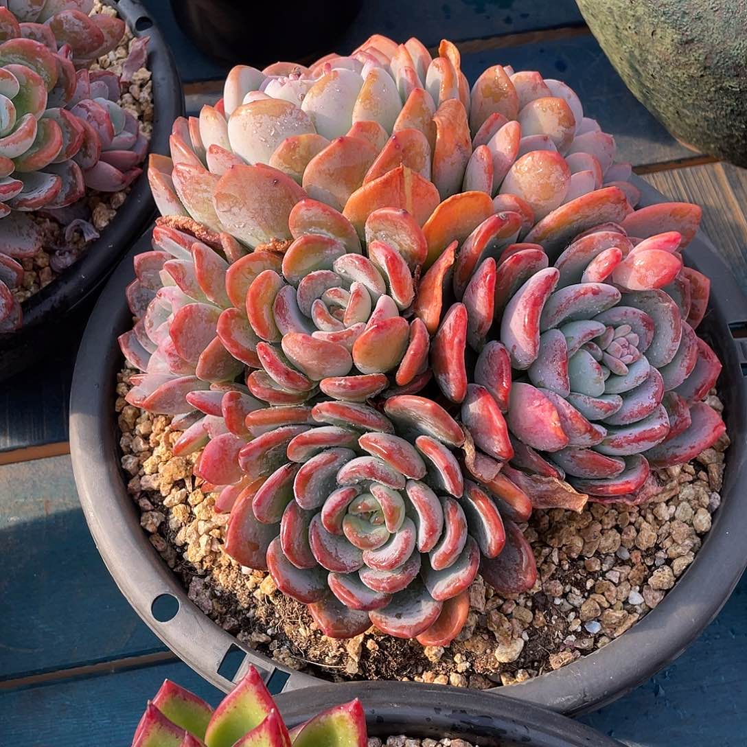 香橙多肉植物多肉