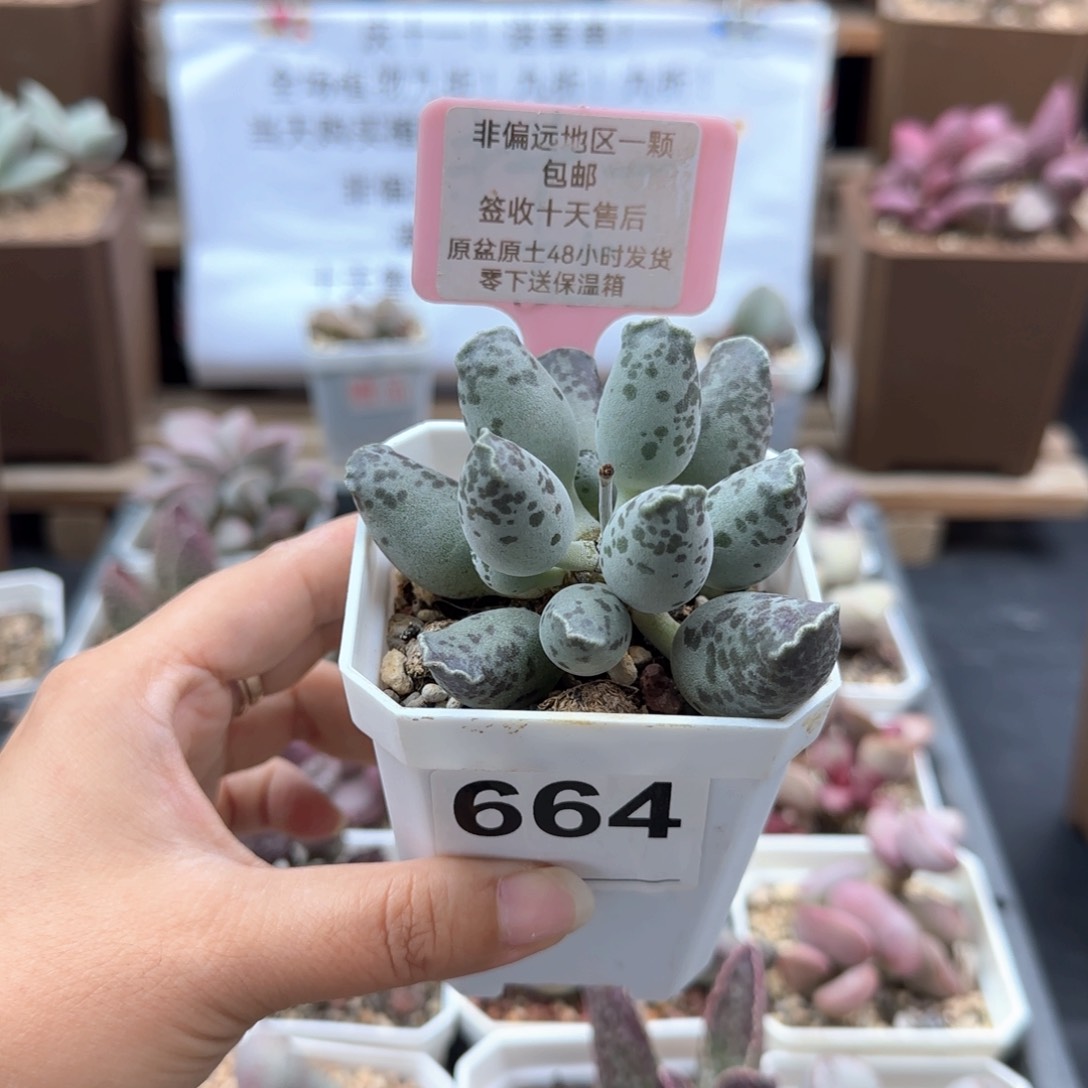 幽*?664一代紫海报多肉植物