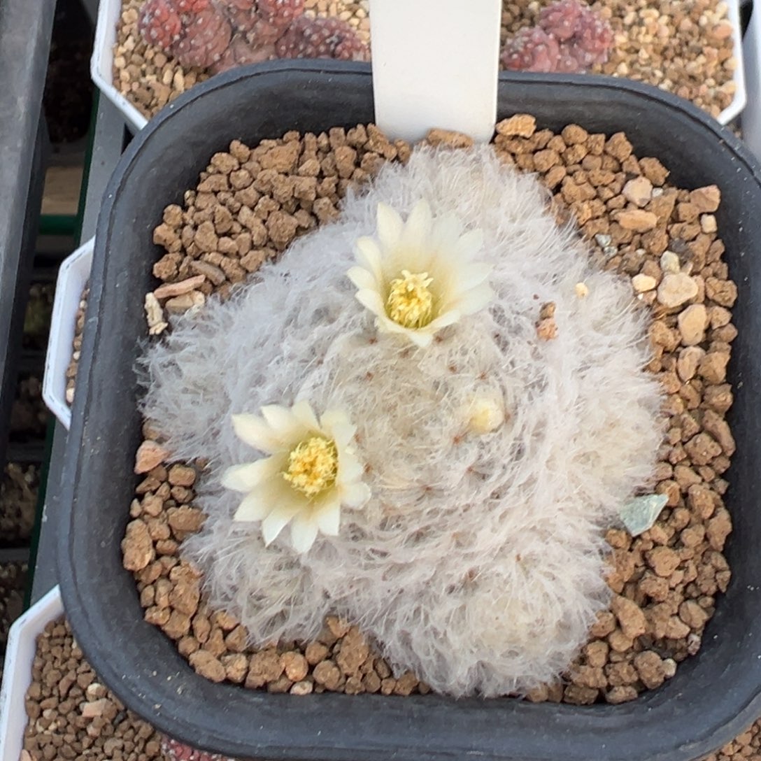羽毛白星多肉植物带盆土103