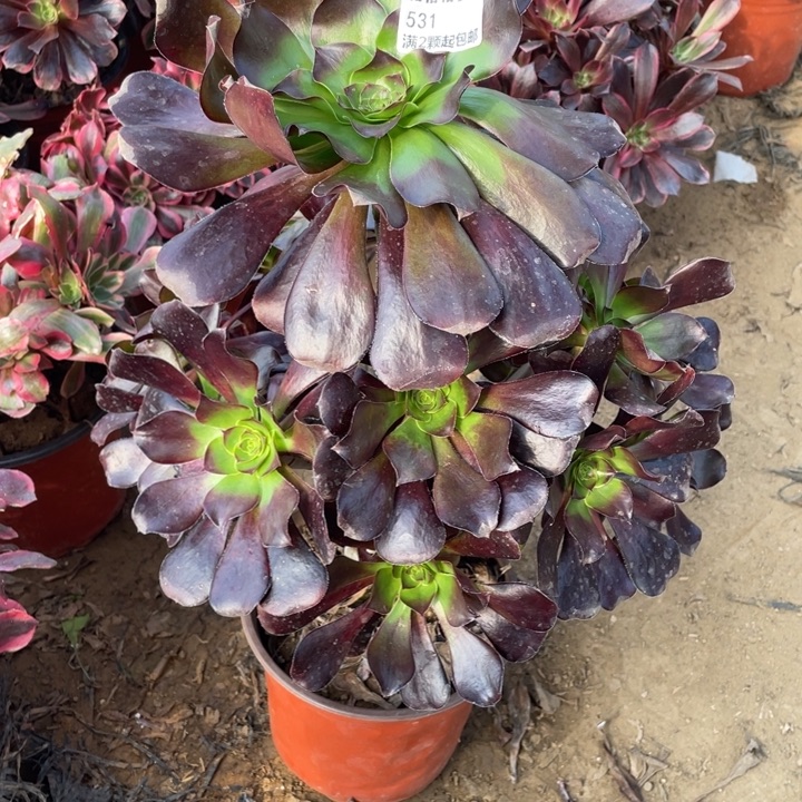 531巫度是女人一生都在