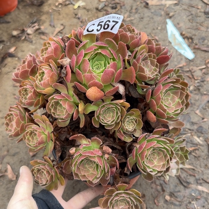 赤焰莲……多肉植物……