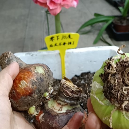 无花朵梦中婚礼6+残次