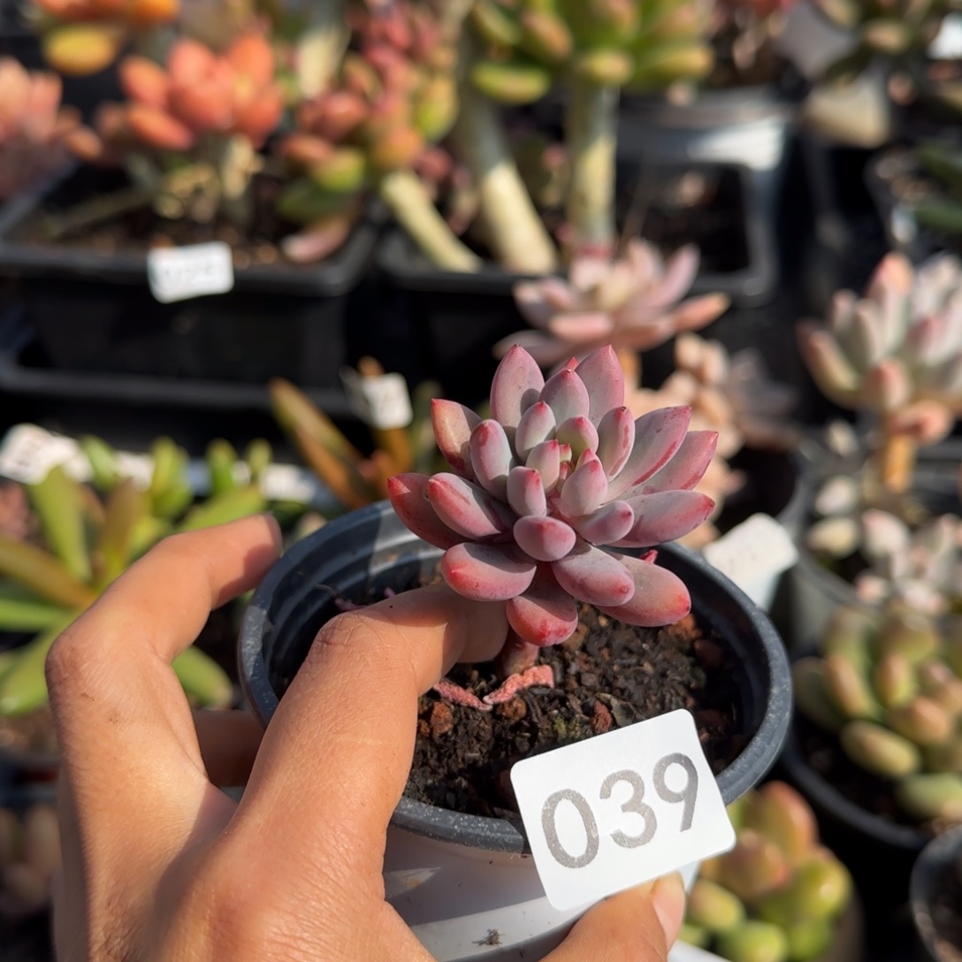 039号一物一拍一物一拍一物一拍