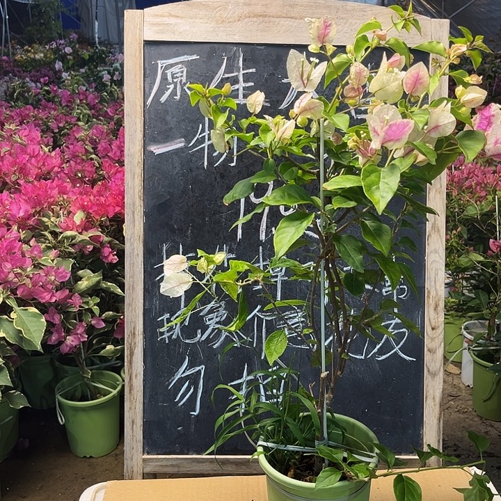 完全开放三角梅章红樱