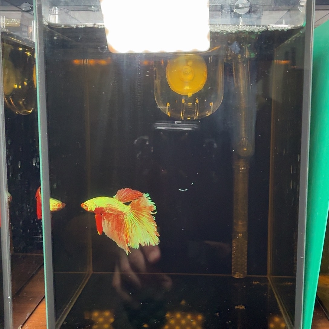 斗鱼彩金电摇半月