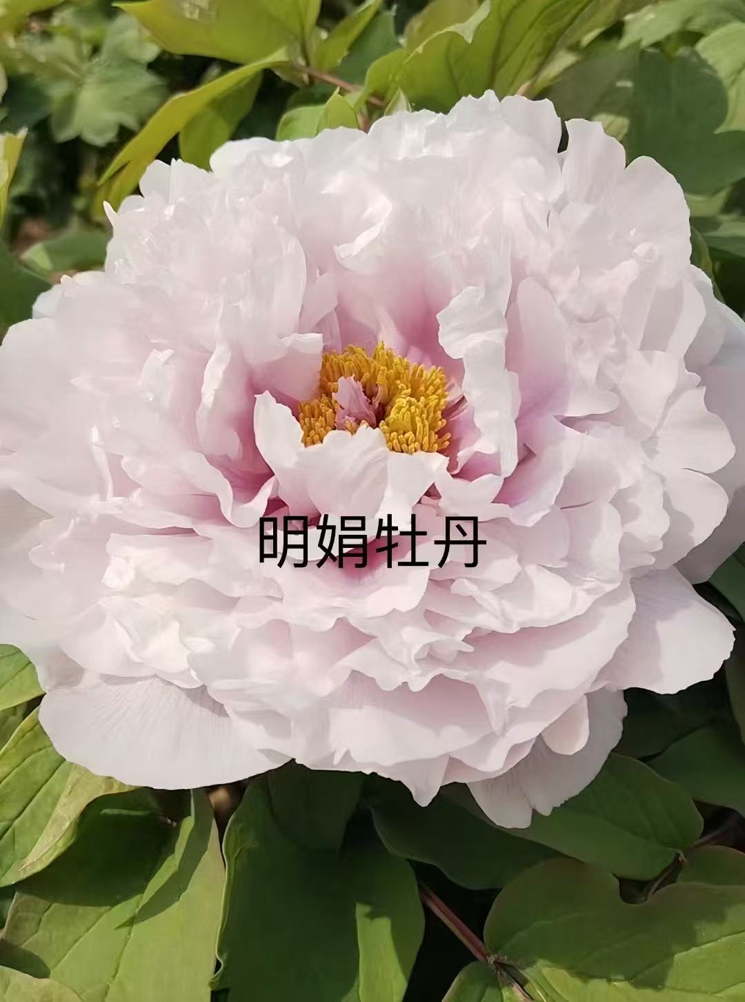 （明娟牡丹）{赵xx}先发肥料 秋天发苗