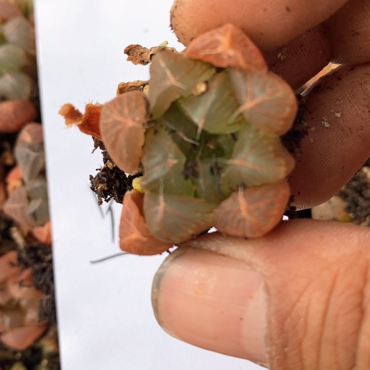 1164。   下播福利。    