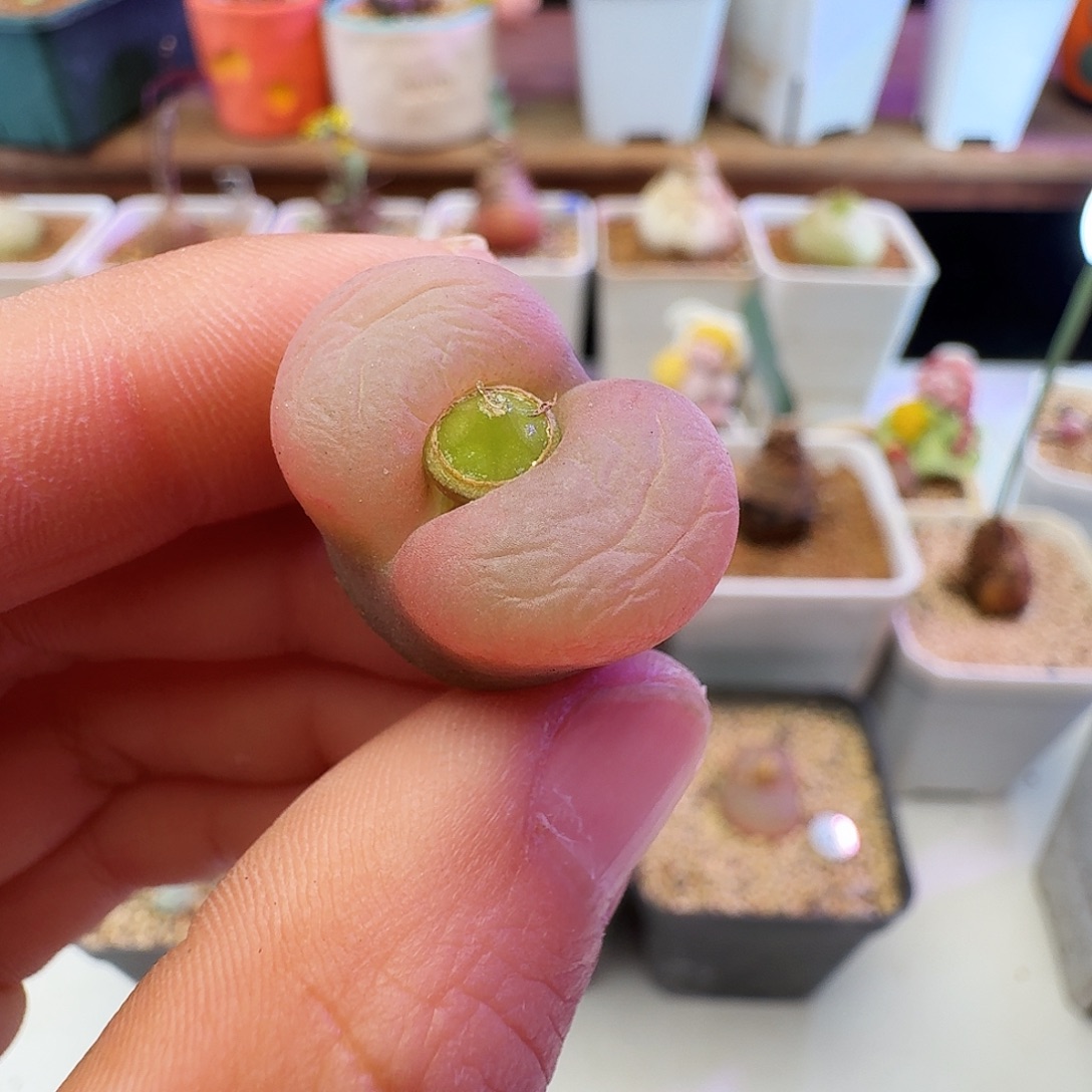 多肉植物福利肉锥