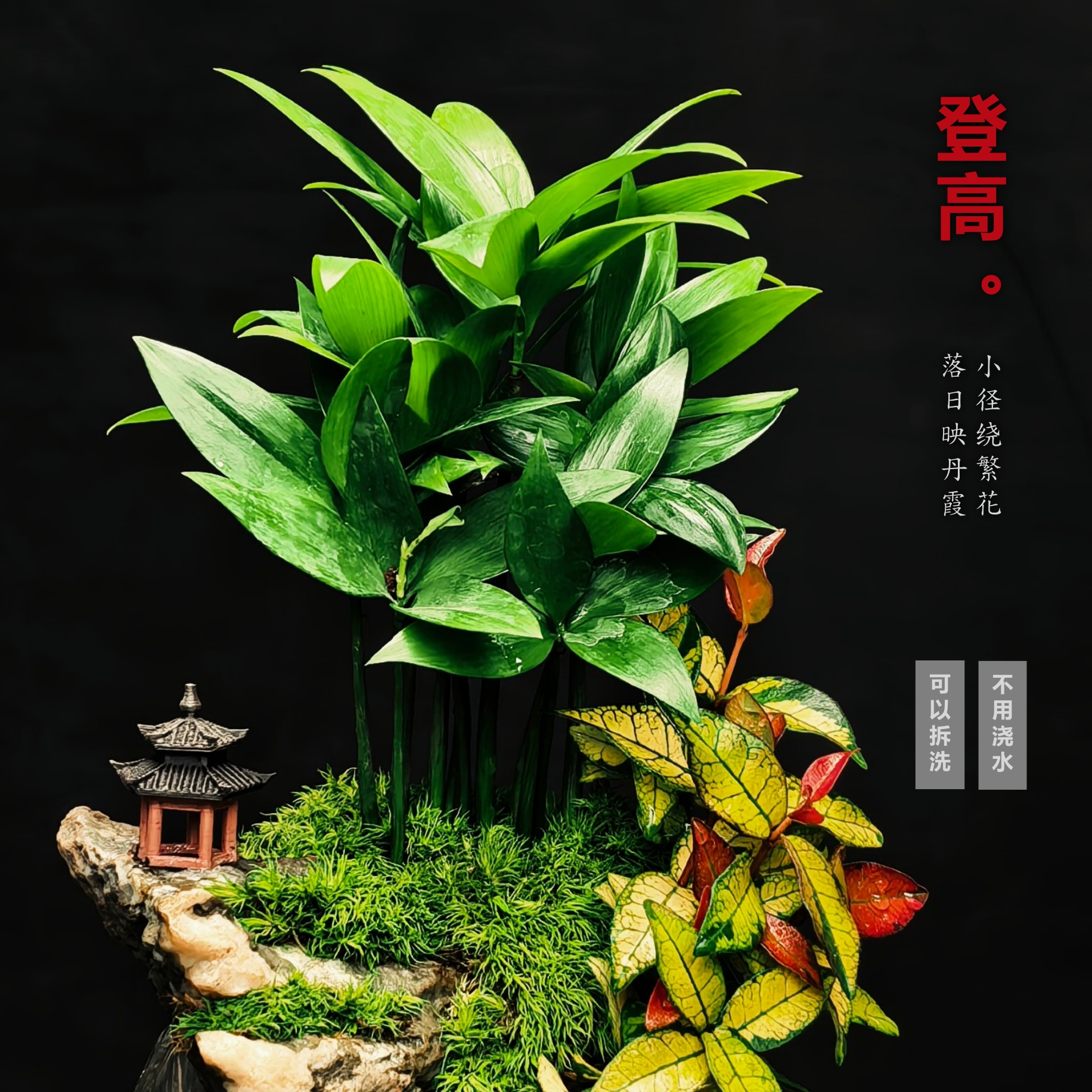 [登高Ma]竹柏可拆洗真绿植室内桌面国风禅意摆件鱼缸10*10*10cm